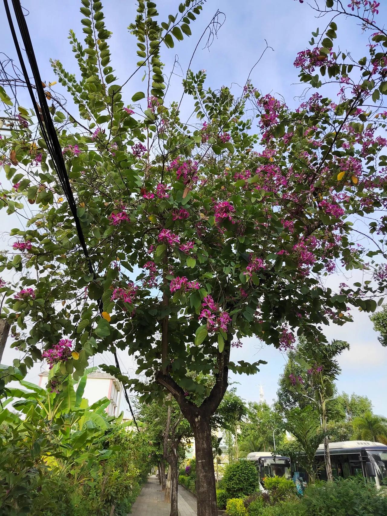 版纳