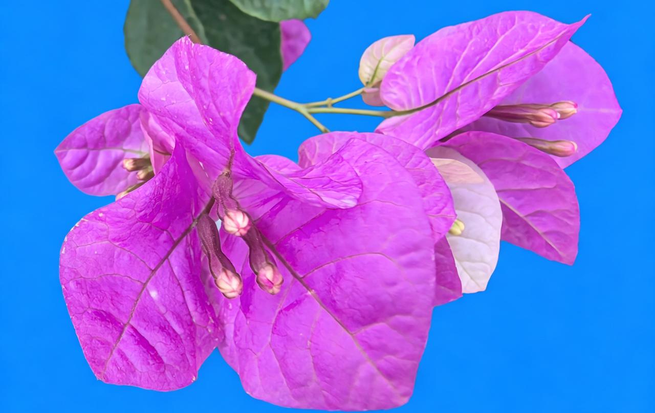 惊艳的紫色花朵，绽放出自然之美！🌸💜