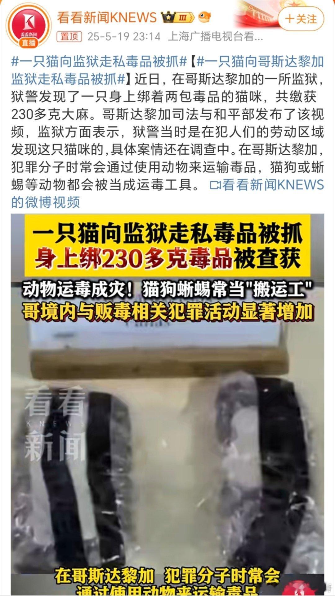 一只猫向监狱走私毒品被抓天下之大，无奇不有，用猫狗蜥蜴🦎来当运输工具[允悲][