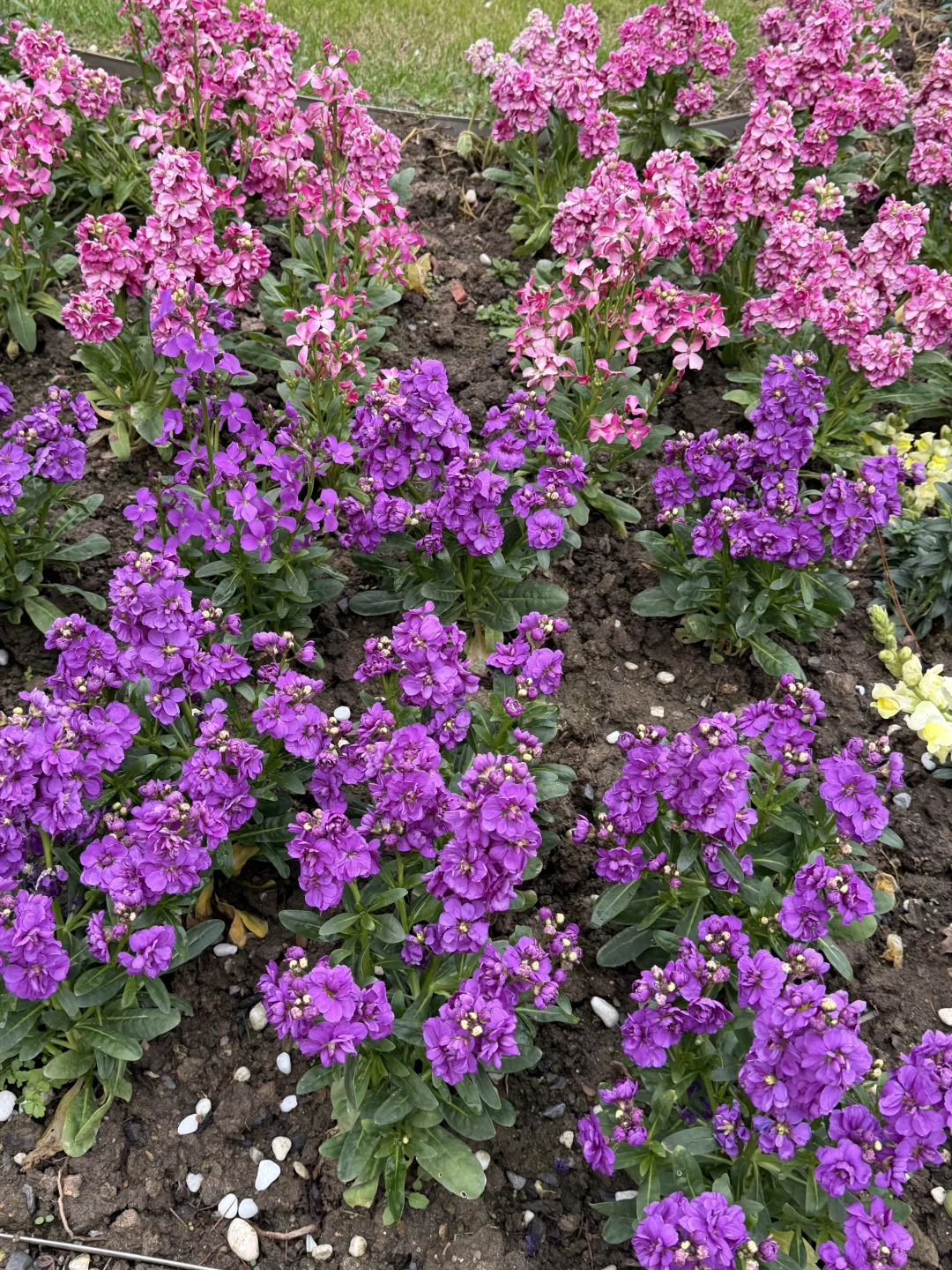 武汉人过年去哪玩？直接冲武汉植物园！🌿