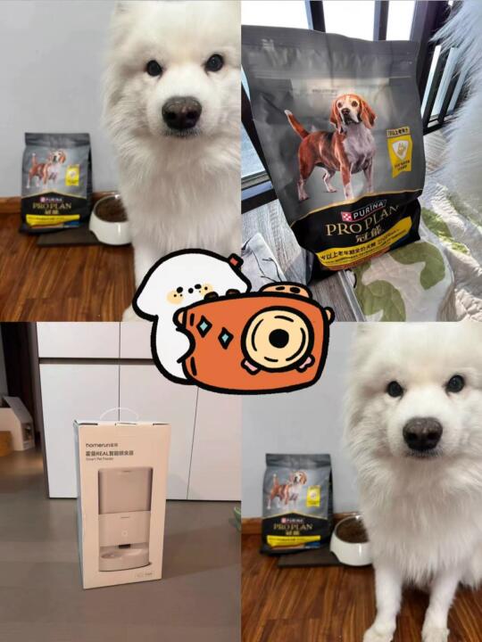 老年犬的春天~