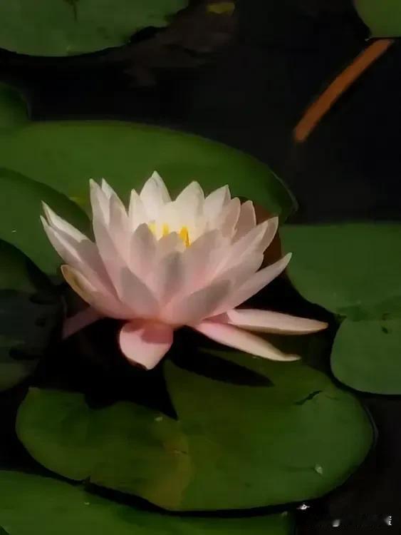 朵朵秋花如星繁
娇颜绽放处处鲜
斗大芬芳枝头炫
弱小释香惹风怜
2024年9月1