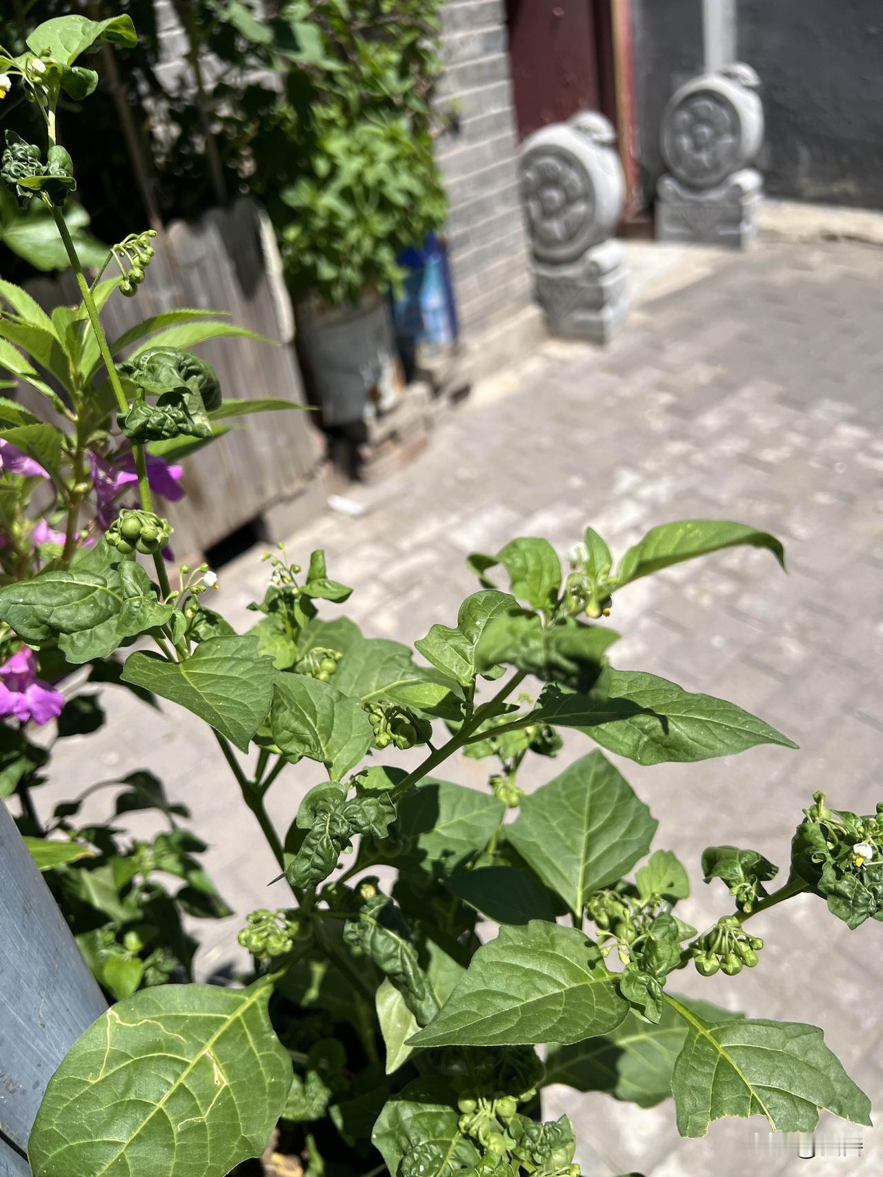 今日在社区散步，意外邂逅银翅与葡萄。那银翅在阳光下闪烁着独特的光泽，葡萄也比之前