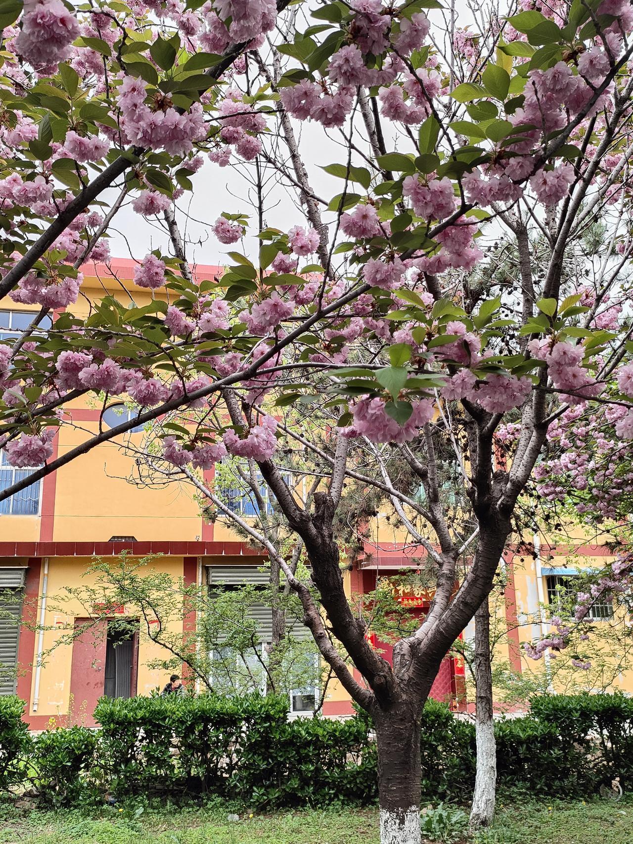 每日一图随手拍粉樱满枝，春风拂面，寻常院落里藏着最温柔的春光。花开正好，岁月安然