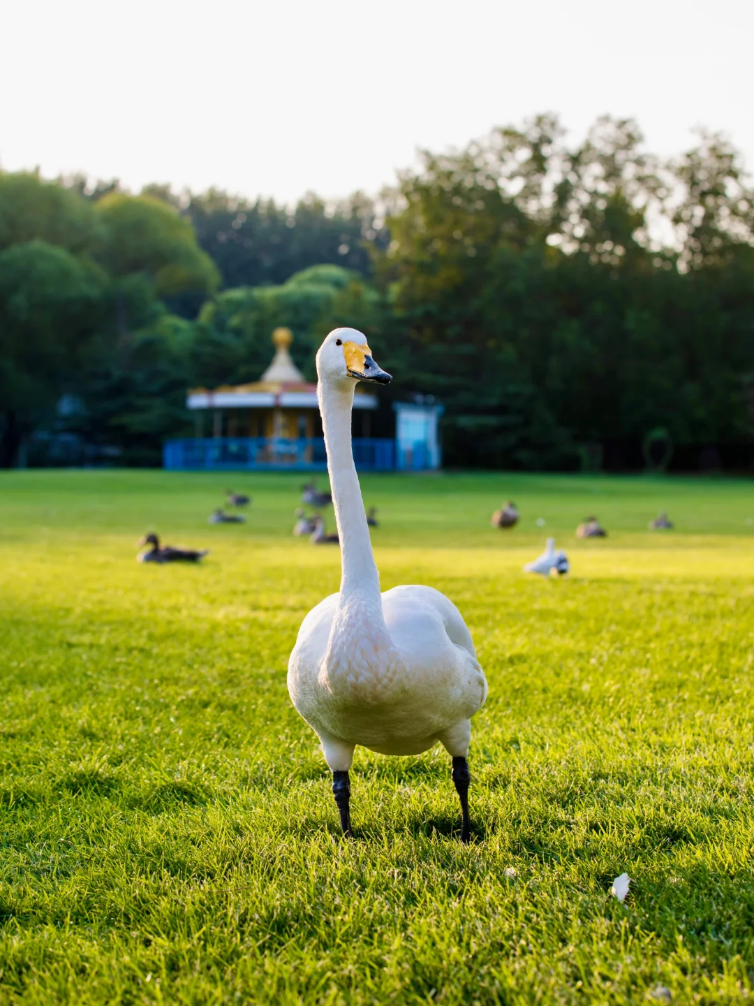 北京四环竟然藏着一个“小奈良”🦌