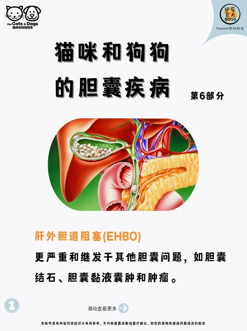 肝外胆道阻塞(EHBO)和胰腺炎