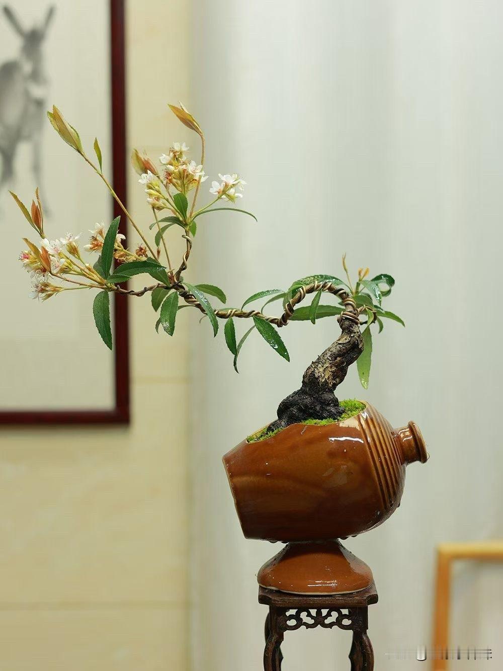 虬枝斜展，素花轻缀，海岛春韵入画来盆景