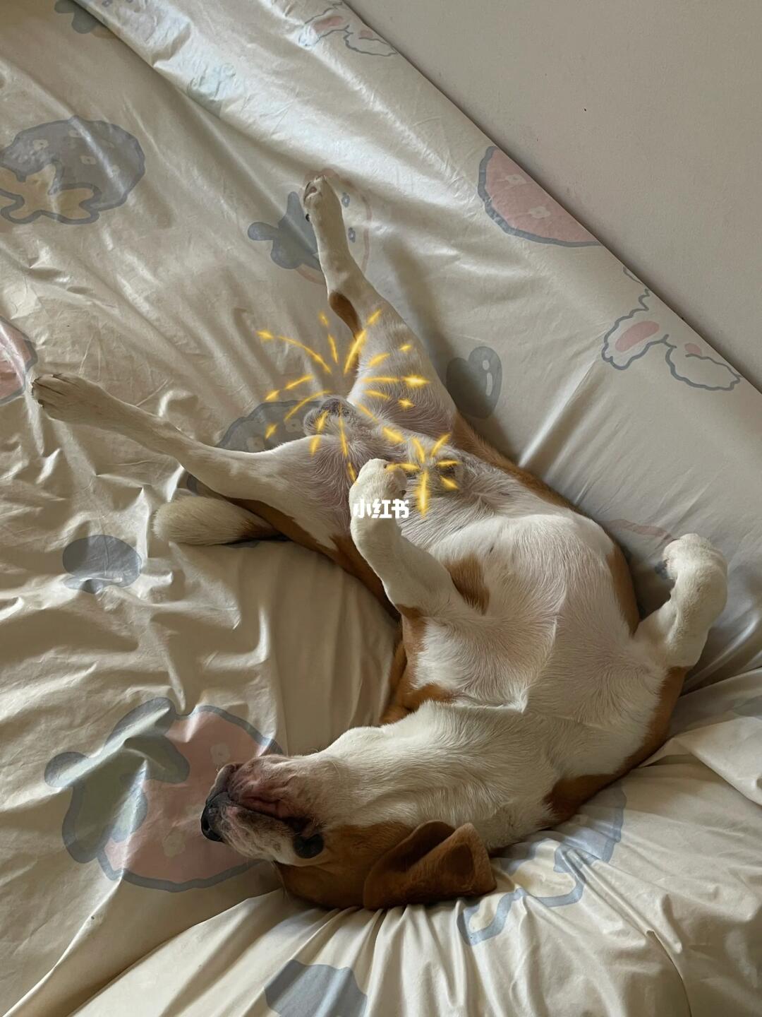 谁家好狗这样睡😩腿都睡直了