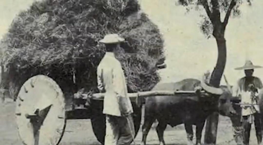 刘思齐回忆：我爷爷赶着马车，在刑场外等待父亲的遗体。

1931年4月，年仅34