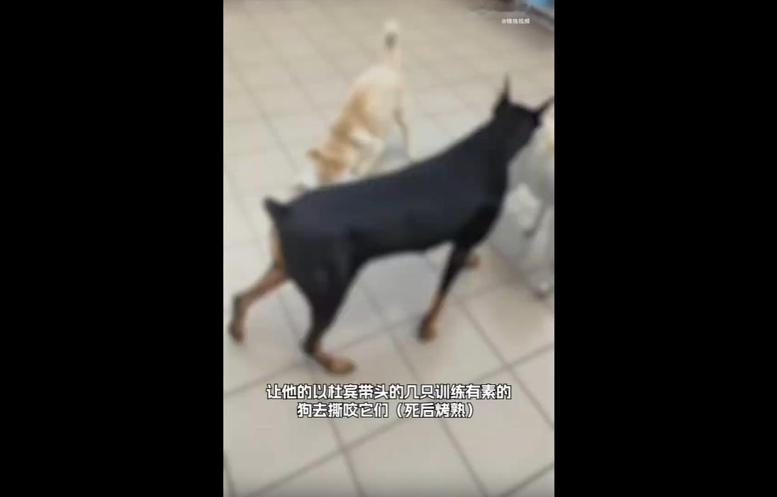 2018年至今，广东东莞男子罗某某长期伪装成有爱、懂养狗的优质领养人，在各大社交