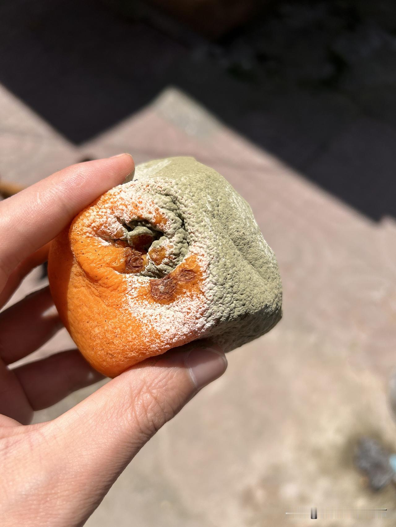 听说橘子发霉能卖钱？