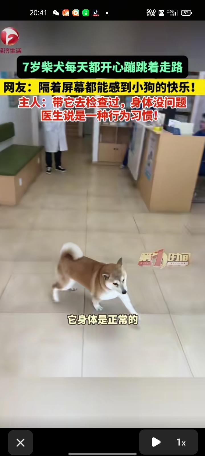 3月4日，湖北武汉。七岁柴犬“跳跳”每天开心蹦跳着走路，隔着屏幕都能感觉到它有多