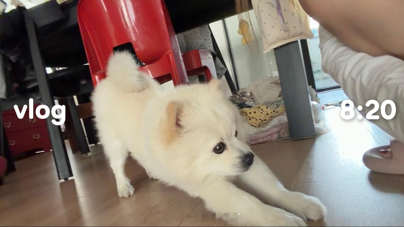 完全vlog小天才来的呀