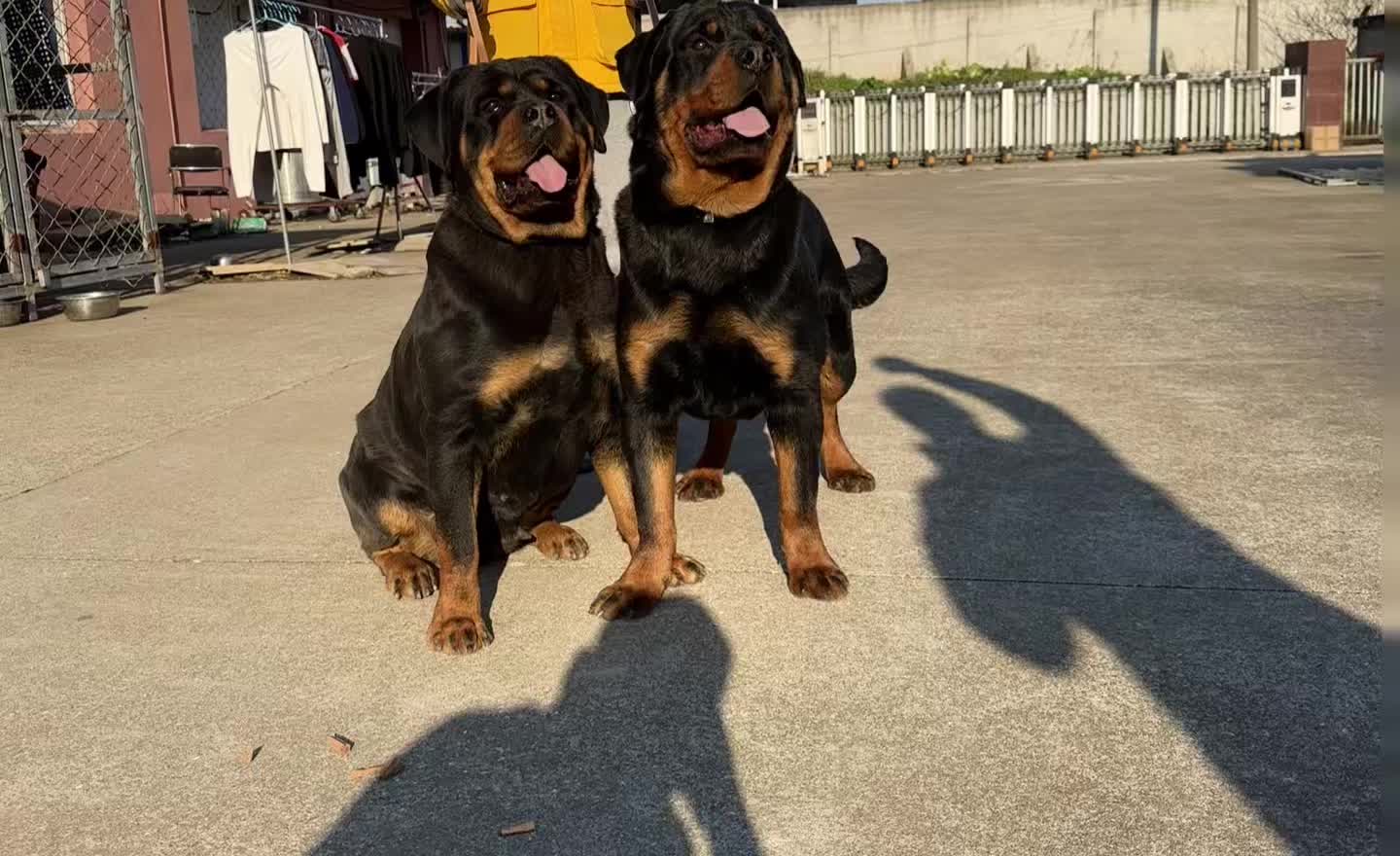 母子俩 小公犬现在8个月 超级大的骨量 现在已经比大骨量的成年母还要高了