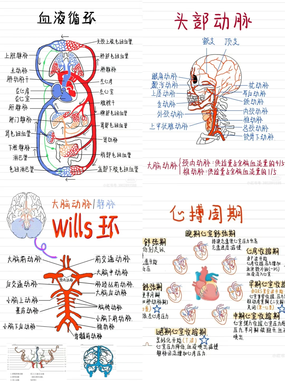 医学生笔记-解剖干货合集👀