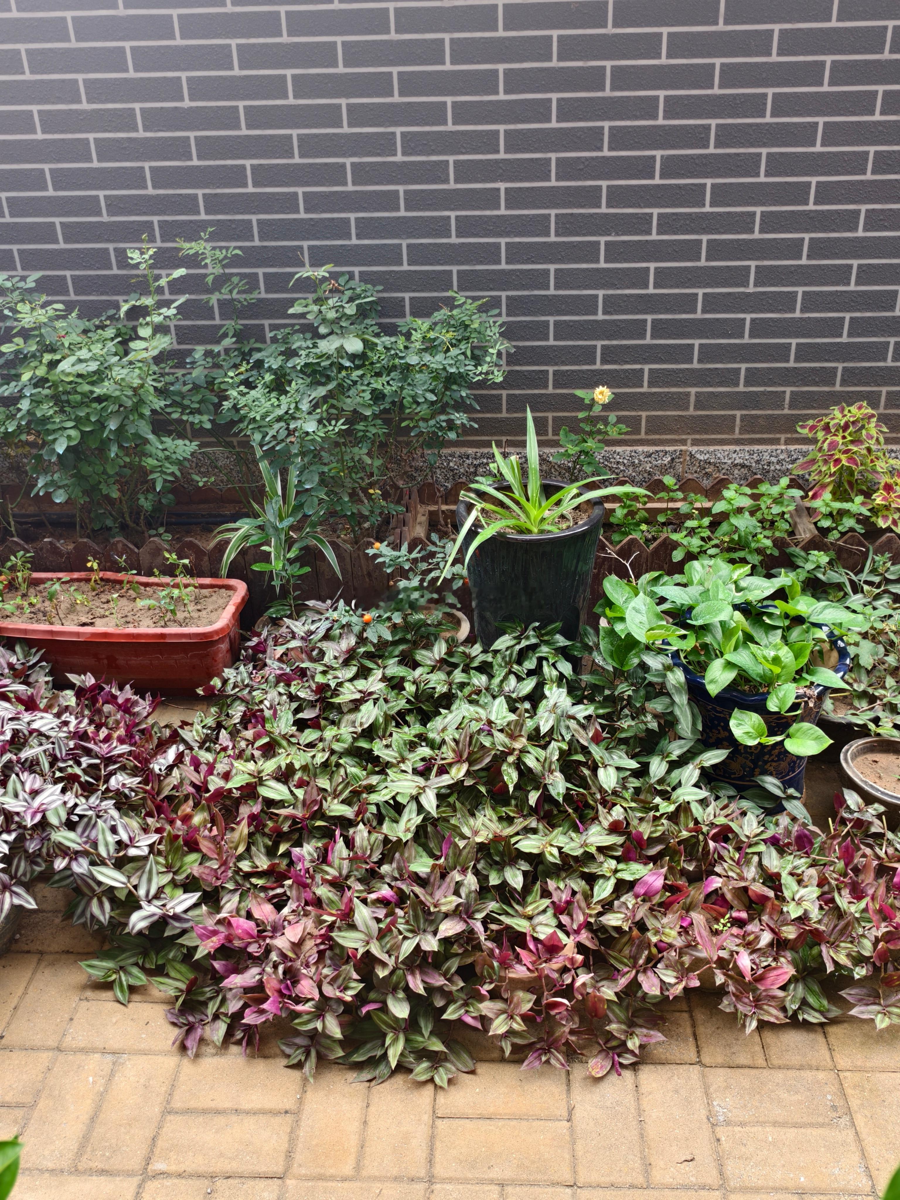 身弱的人往往早慧。 ​​​