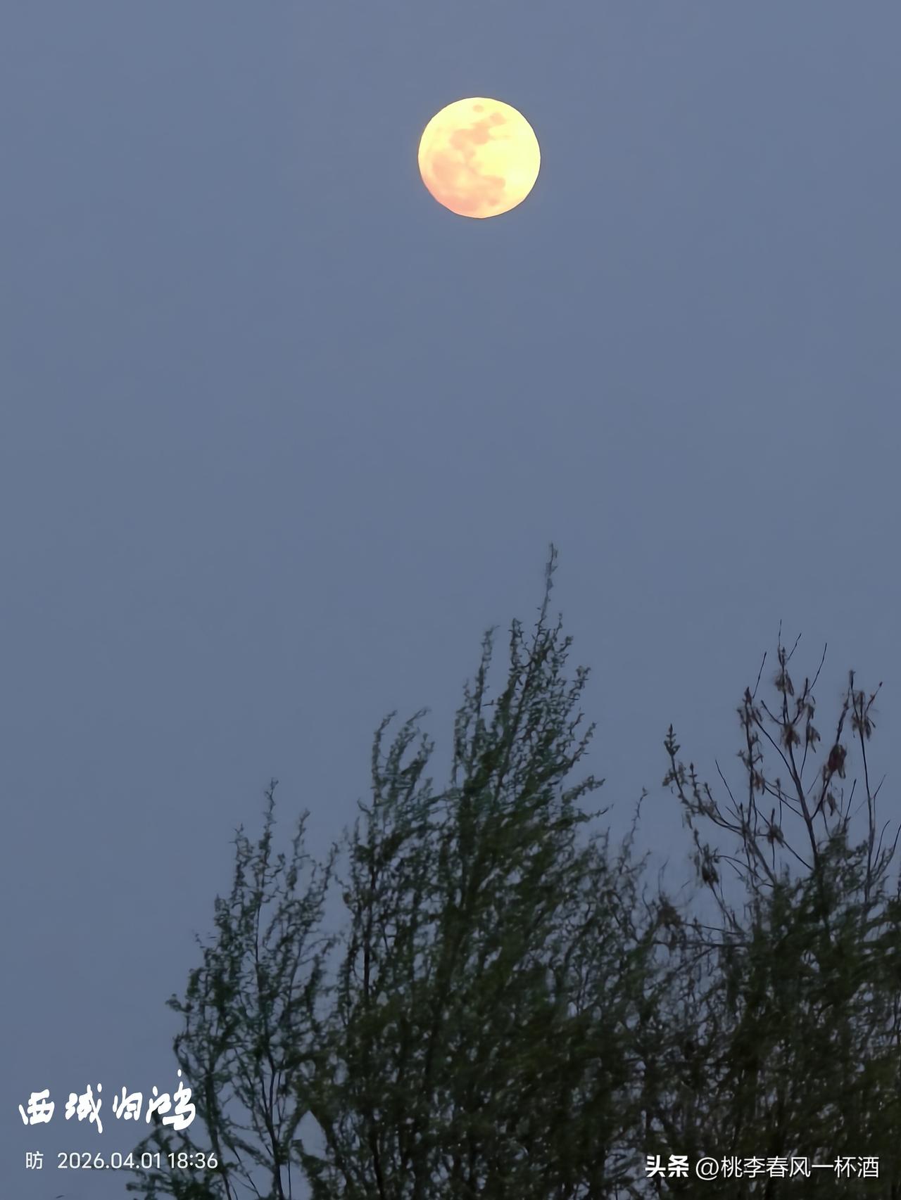 昨天晚上，到清风湖，没有游人，可能是太冷了，没有愿意容乱在风中。月亮已经升起，有