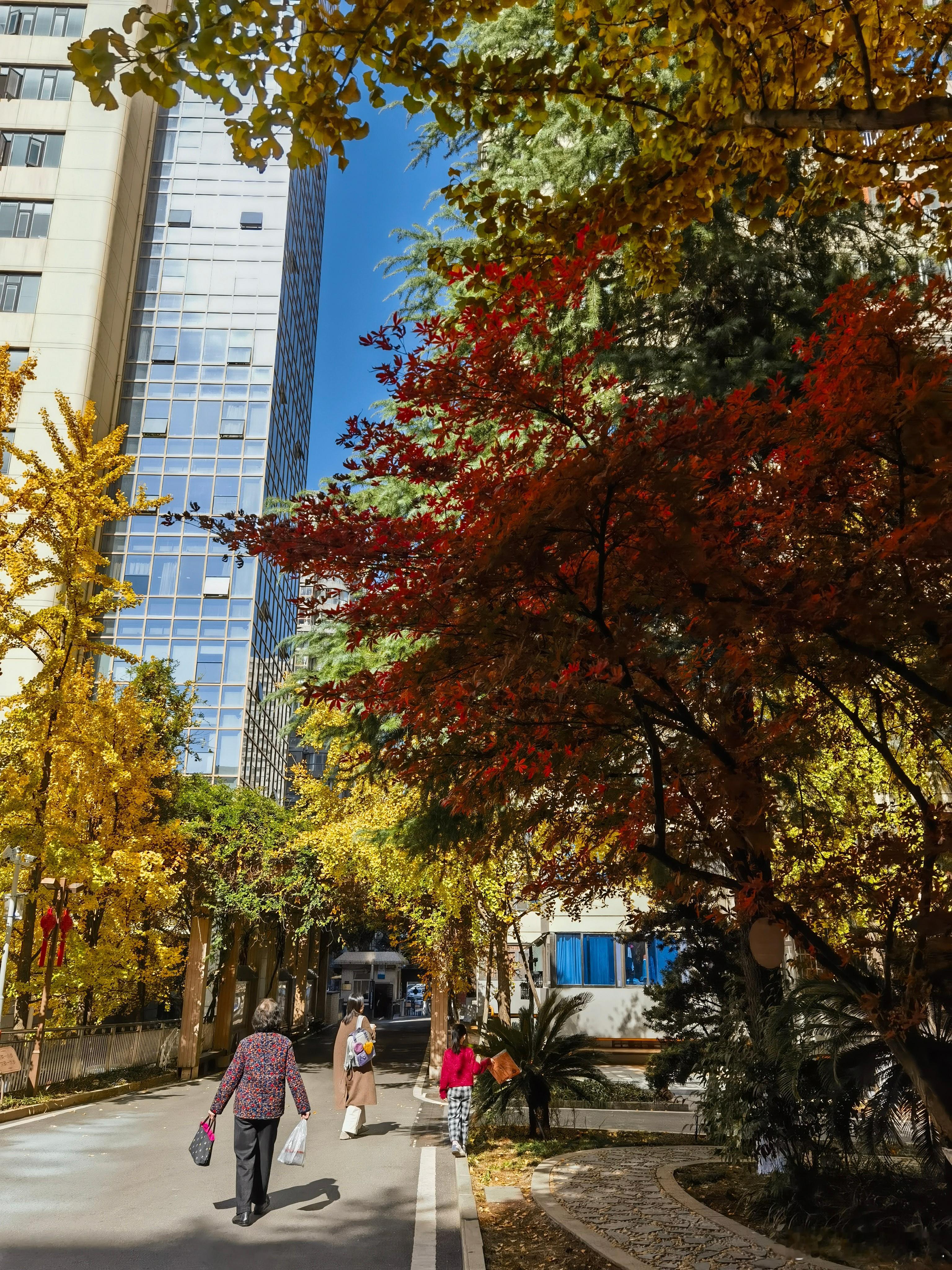 秋林我向着那片白桦林子走去。脚下的落叶沙沙作响，这声音是干爽的，清脆的，带着一种