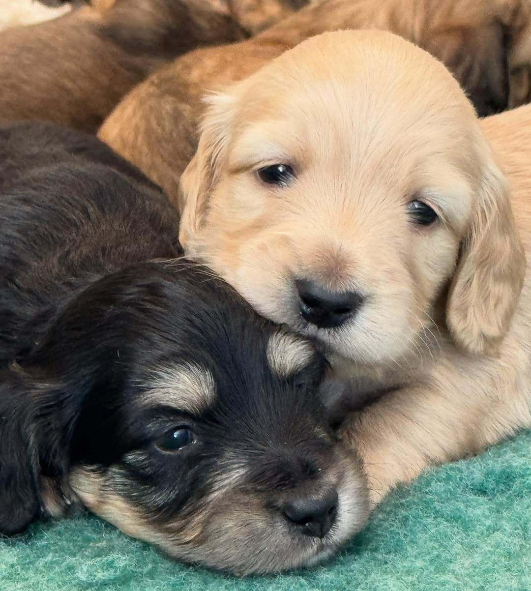 累了，想找小狗靠一下 