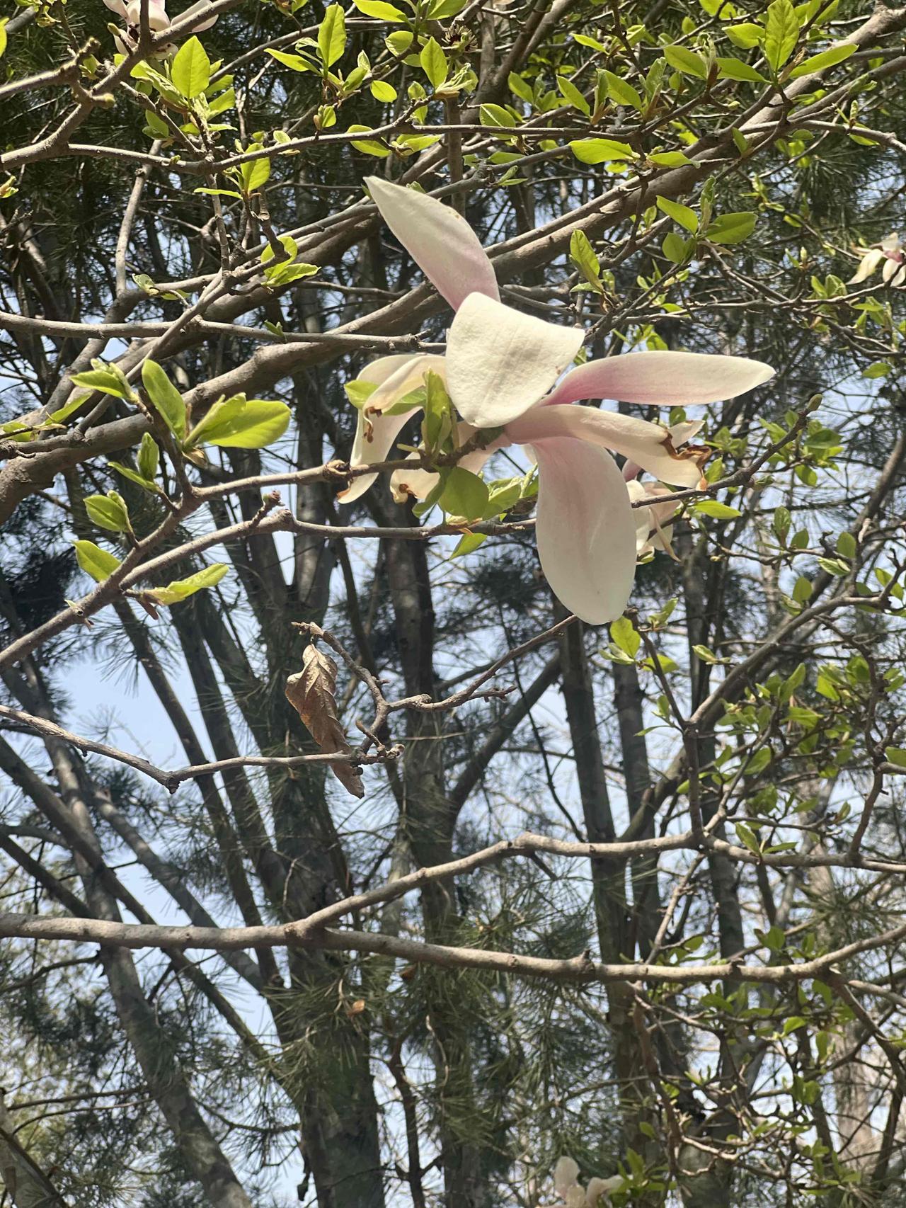 陈泽仕在U23国奥队67分钟送出的神助攻太精准了，手术刀般的撕裂感，加上拿捏到位