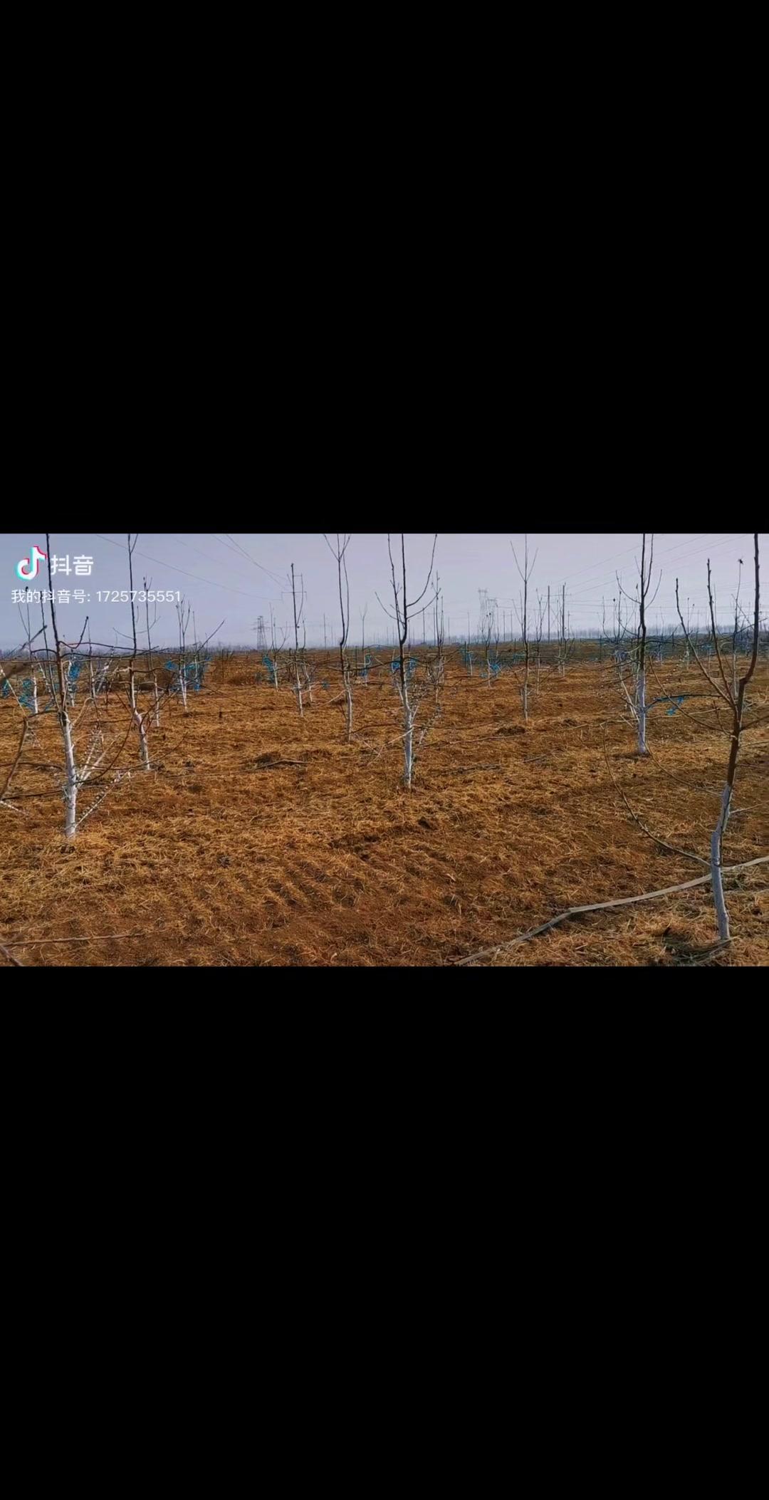 1️⃣清扫枯枝落叶：及时清理果园内的枯枝落叶和病虫枝，减少越冬病虫害。大部分虫卵