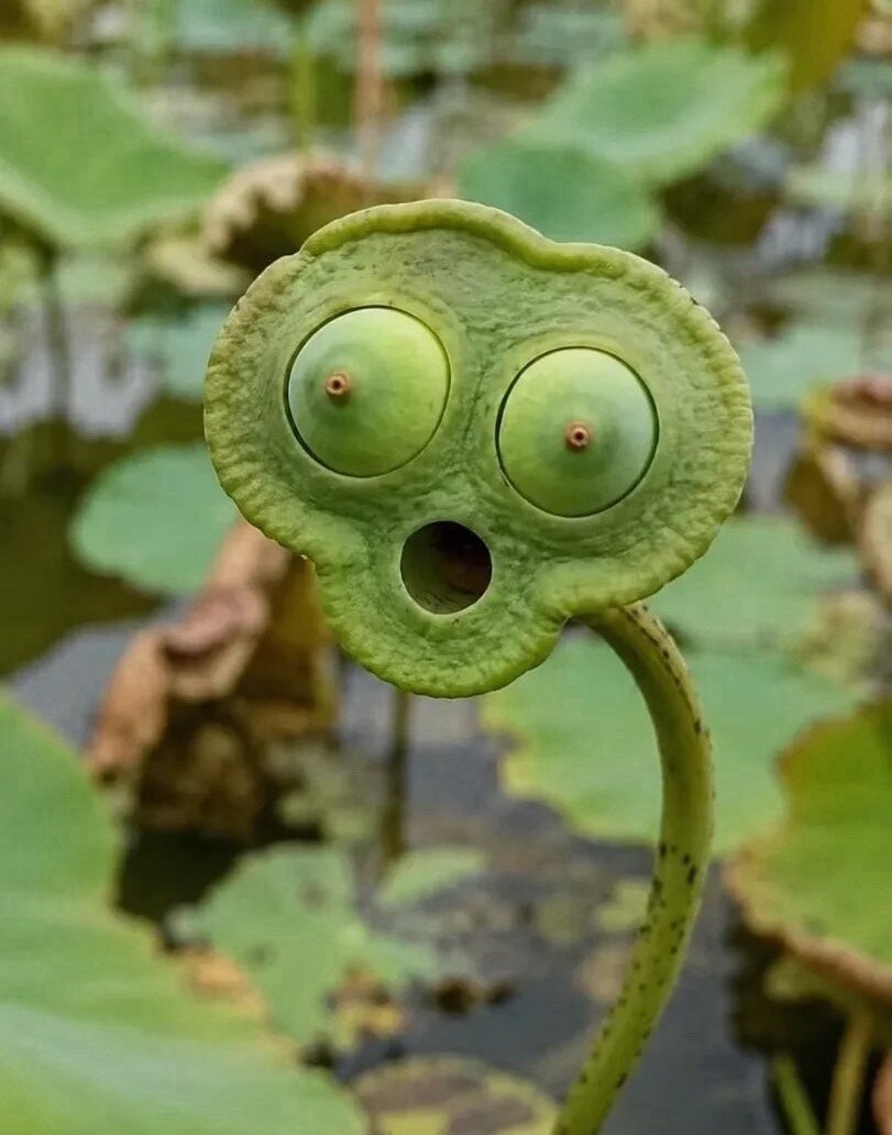 周线你要看小纳指，大纳指最近跟不上趟。不要瞎看！ 