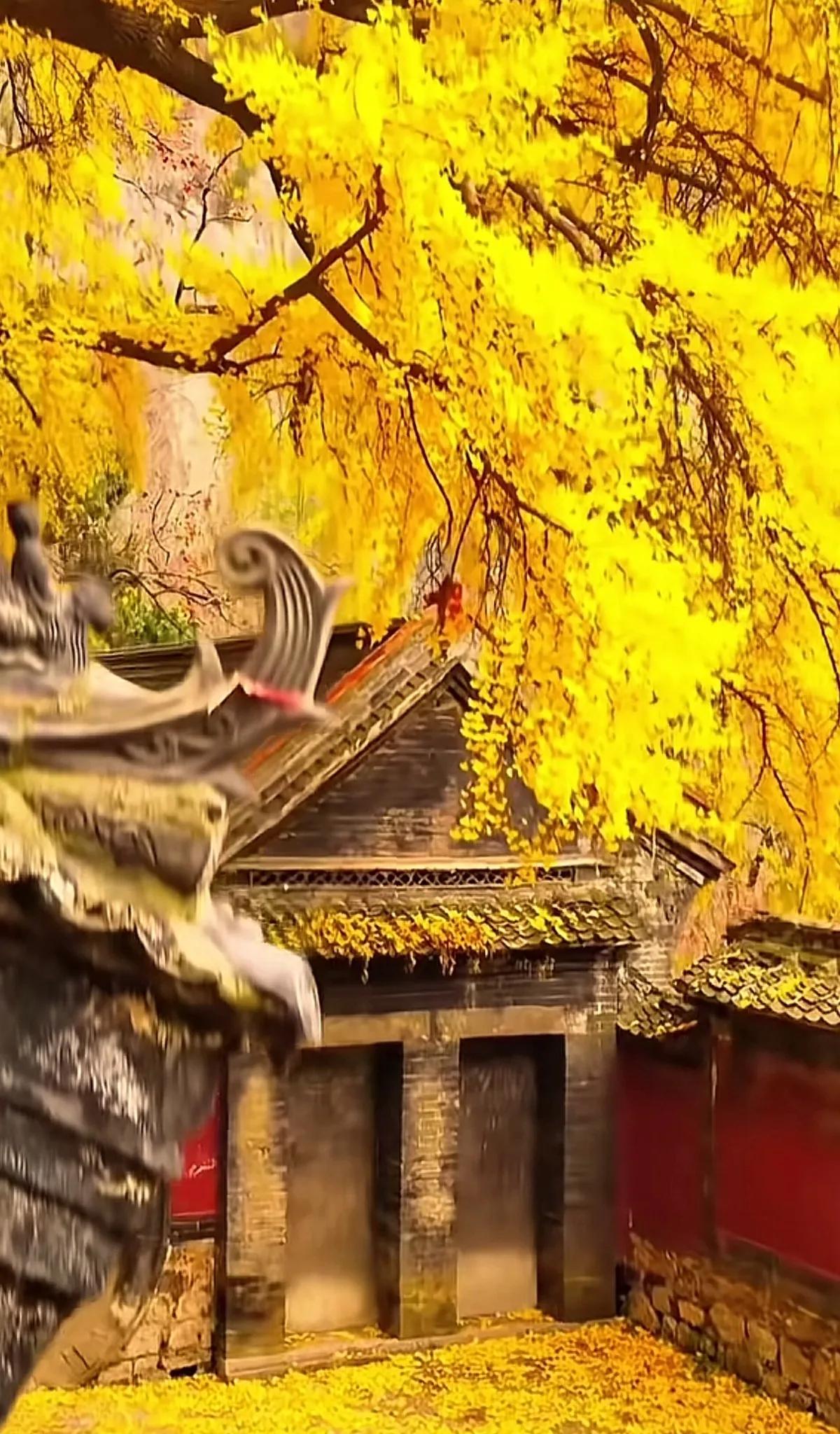 秋意浓浓，古色古香的寺院，金黄的银杏树叶洒满地。银杏风景照片 银杏树下的温柔 赏
