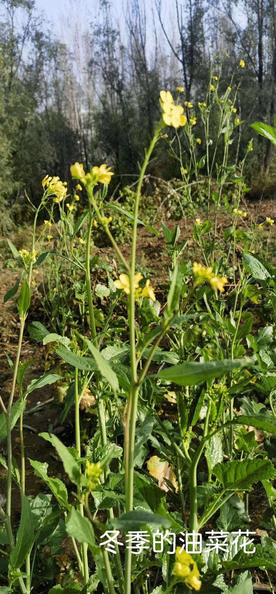 初冬见闻。
路边的油菜花璀璨夺目。
勤奋的蜜蜂，采集最后的花粉。