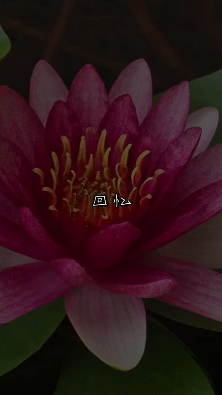回忆。
安岳县。
还记得几十年前我第一次去女朋友家，岳父问我会做鱼吗？我因为在家