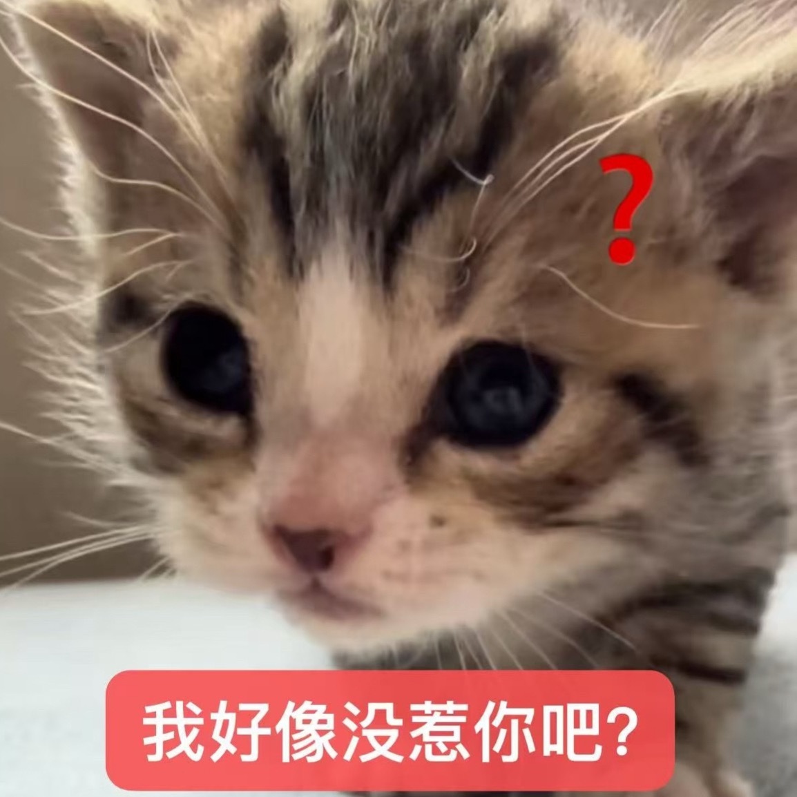 突然就接受新规了 实在不想合作素人了 素人丝就像🦟一样 你闭眼他嗡嗡叫个不停 
