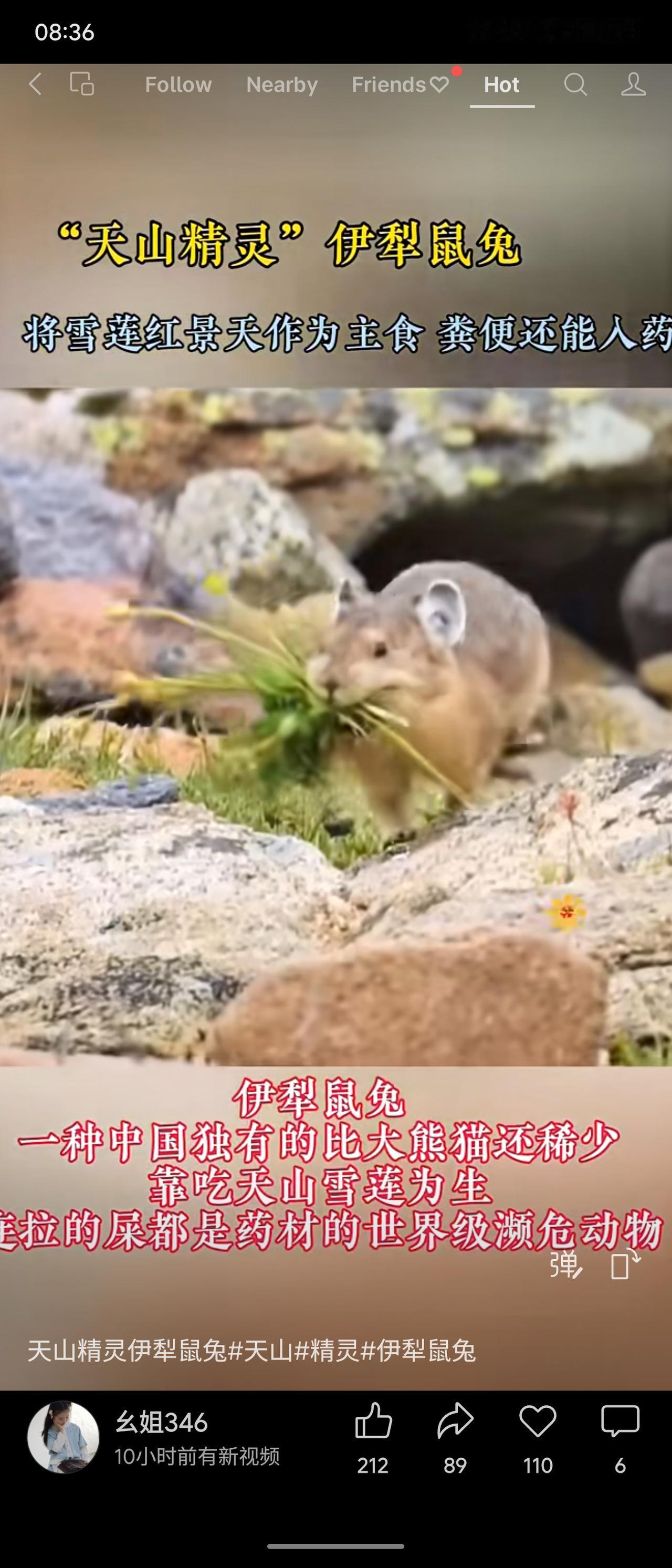 伊犁鼠兔比大熊猫更稀有，独栖天山，主食雪莲红景天，连粪便都是名贵药材。它是活的生