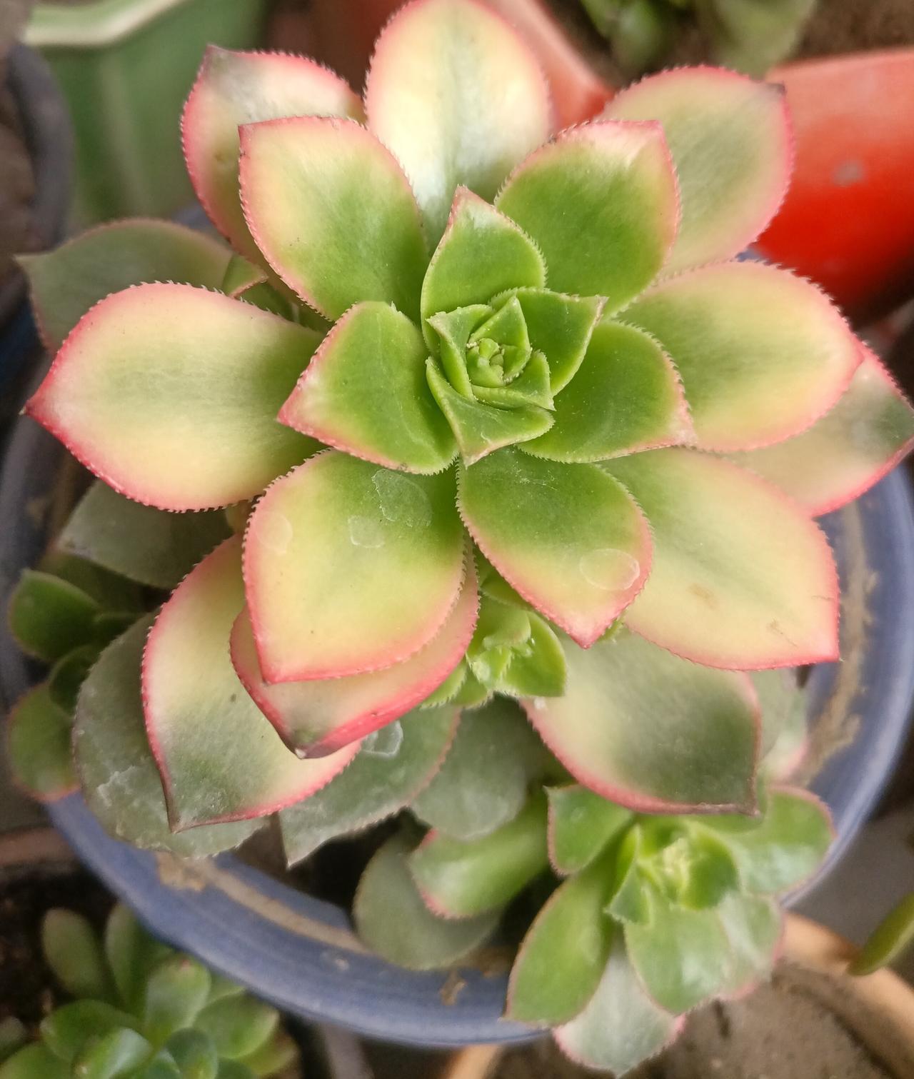 【夏之韵·守好心态平和这份风水】春日生活打卡季

人，到了一定的年龄的时候，在为