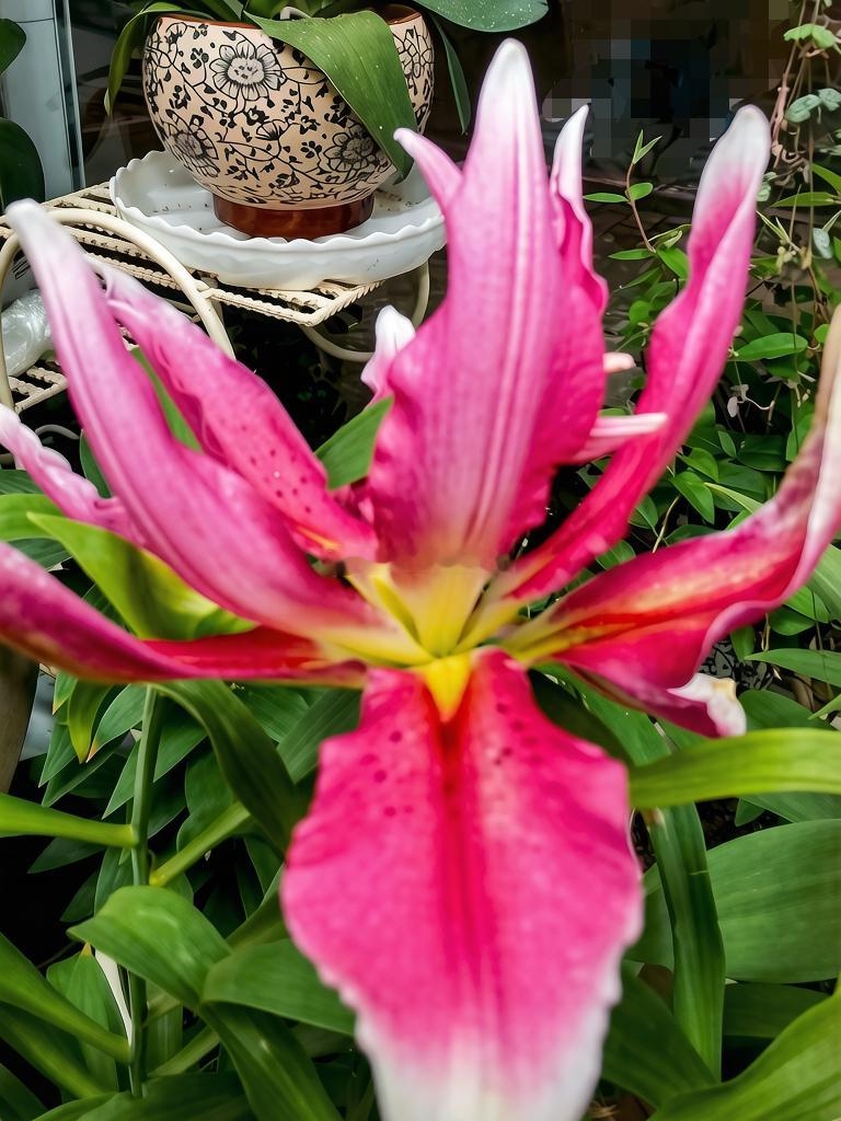 每天分享一个养眼花卉。随拍，今年最后一朵粉色香水百合绽放。今年，我们种了三颗种球