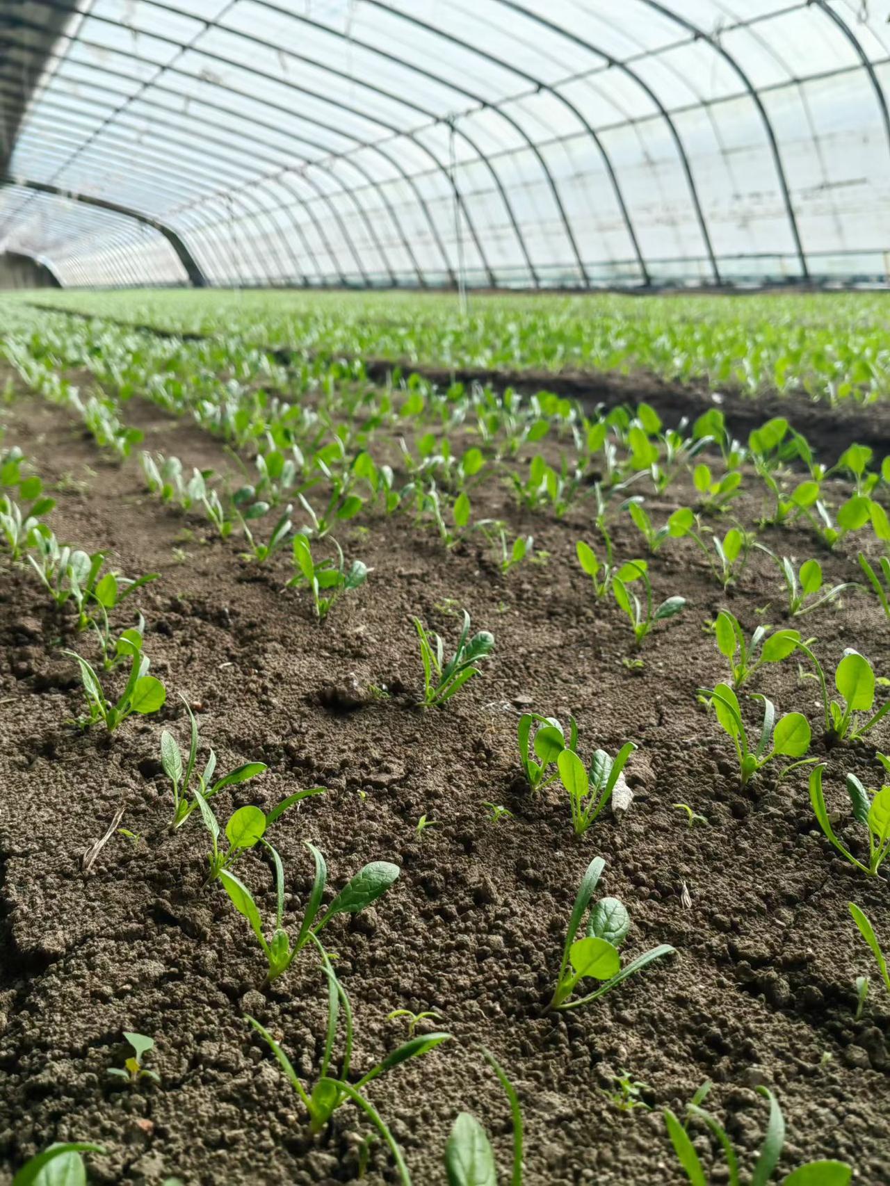 冬日生活打卡季菠菜也是绿的