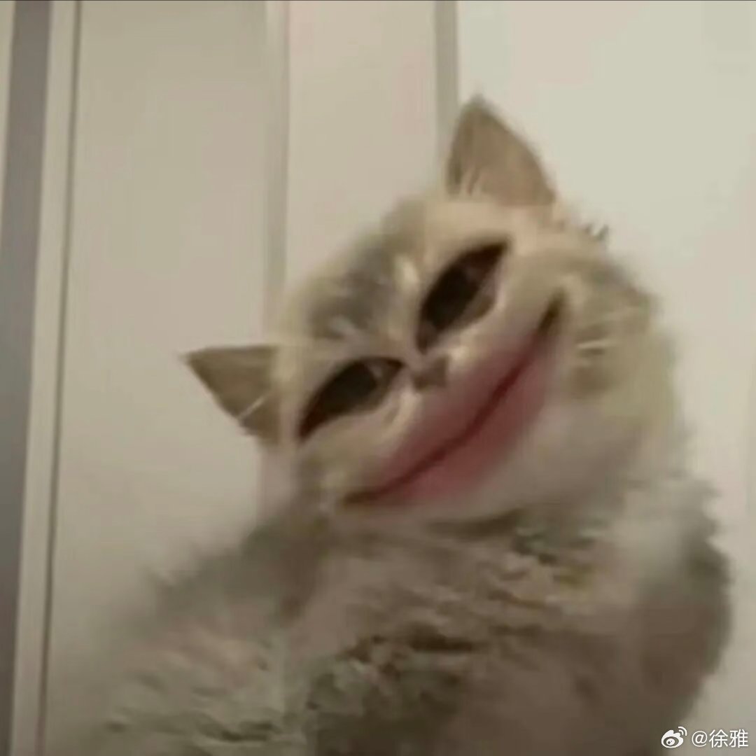 猫咪表情包。 