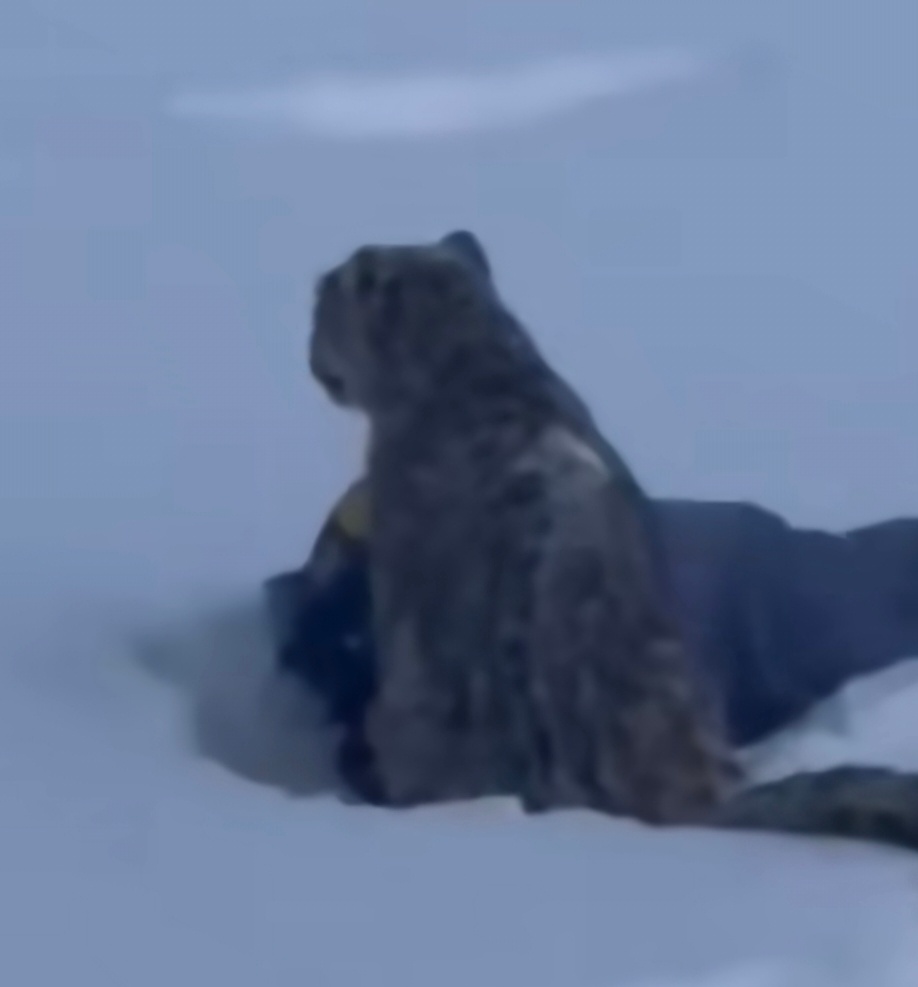 被雪豹咬伤女游客否认跟雪豹拍照雪豹咬伤女游客事件持续发酵，当事人否认主动靠近拍照