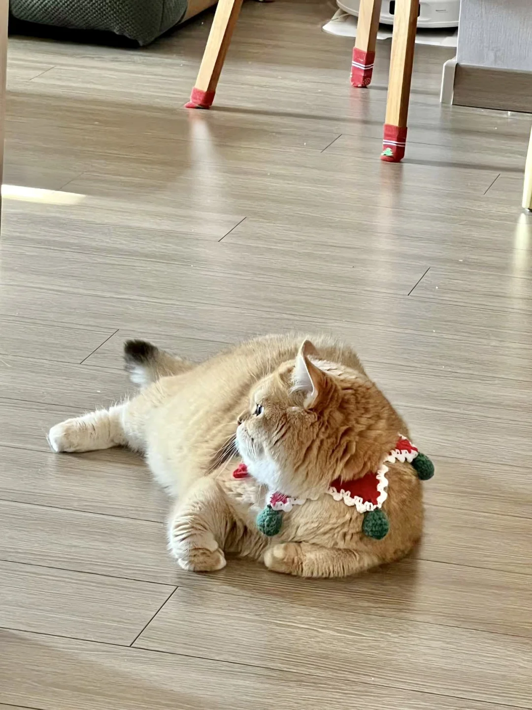 你好🐱 这里不让停车🚌