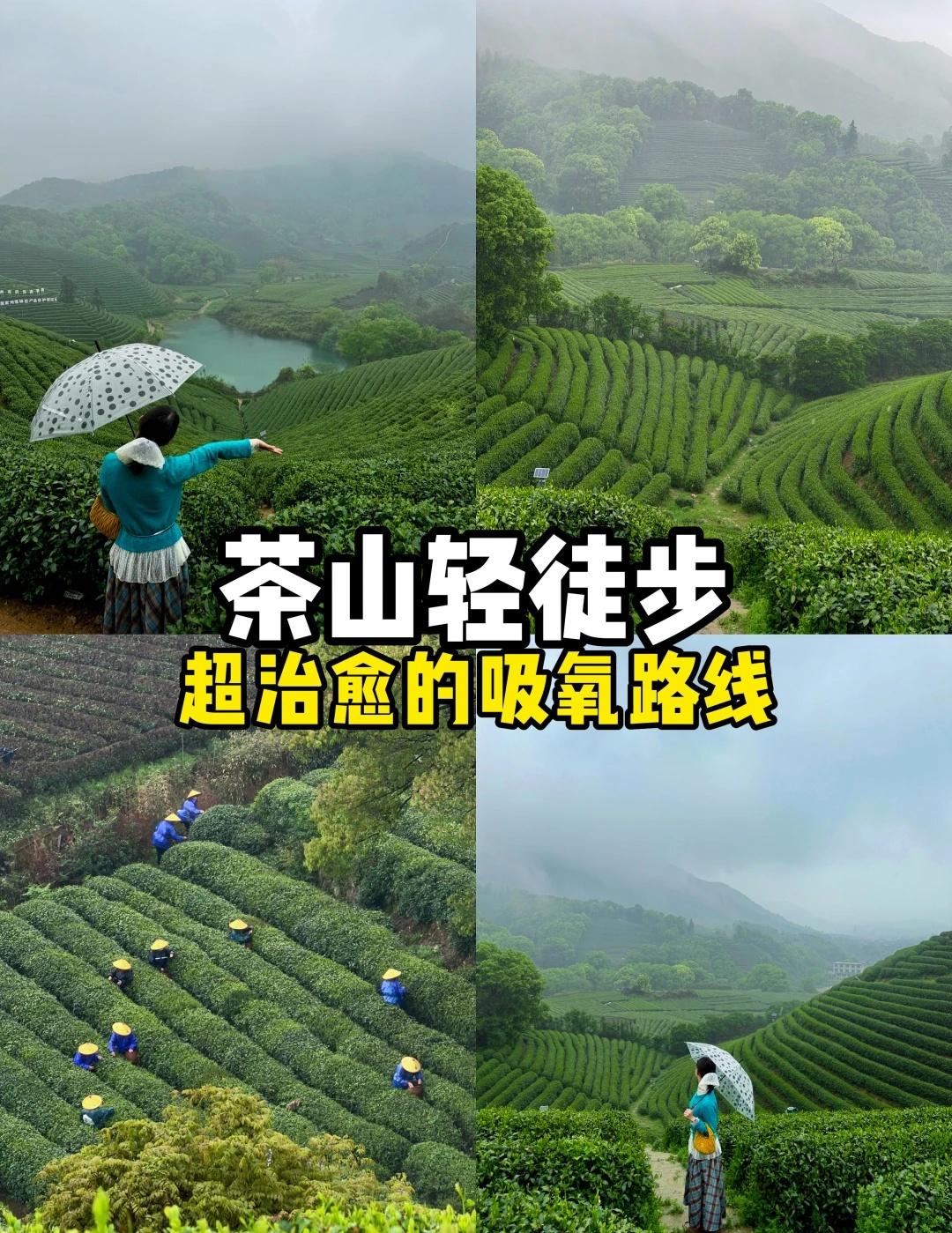 杭州上春山，龙坞茶村一日游路线攻略！
春天上春山，杭州的春天一定来茶山走一走，超