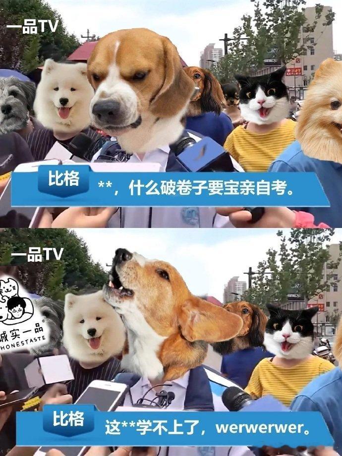 不同小狗出考场接受采访的回答高考 （