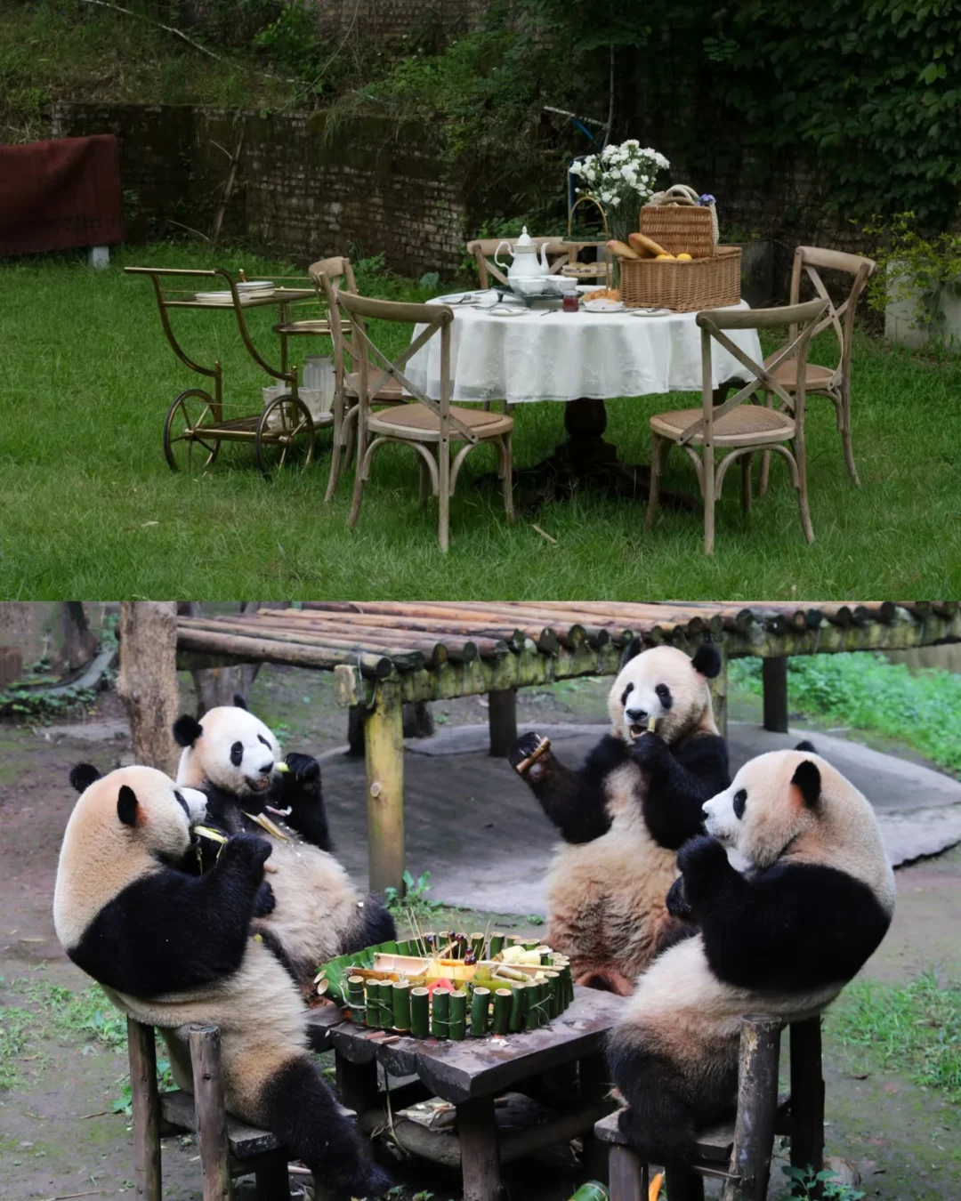 李现，你上班摸鱼的时候，看看这个熊猫🐼