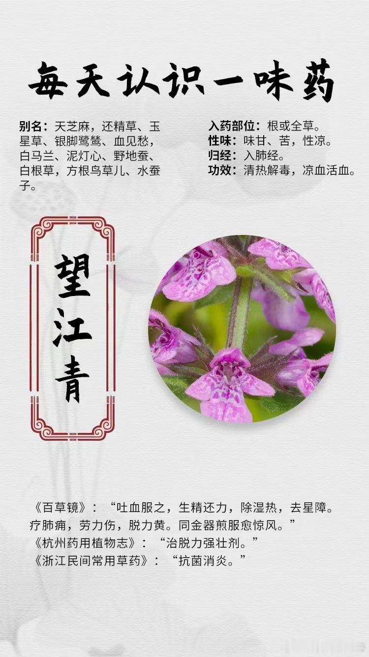  【每天认识一味药】🌹望江青🌀别名：天芝麻，还精草、玉星草、银脚鹭鸶、血见愁
