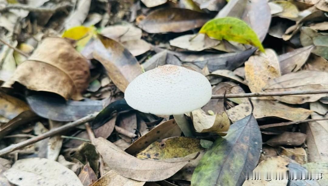 [锦鲤到来]快餐店搞活动啦

我是一个不挑食的人，我觉得外面煮的东西都比我煮的好