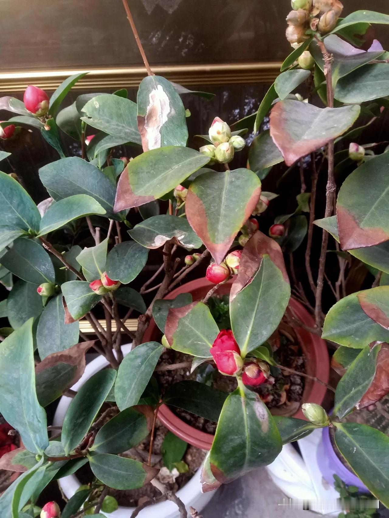 记录我的2026亲亲看看吧！我家的花儿含苞待放，欢迎大家来赏花做客！[呲牙]