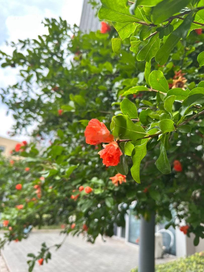 燃烧的陀螺仪  早安，石榴花🌸真好看