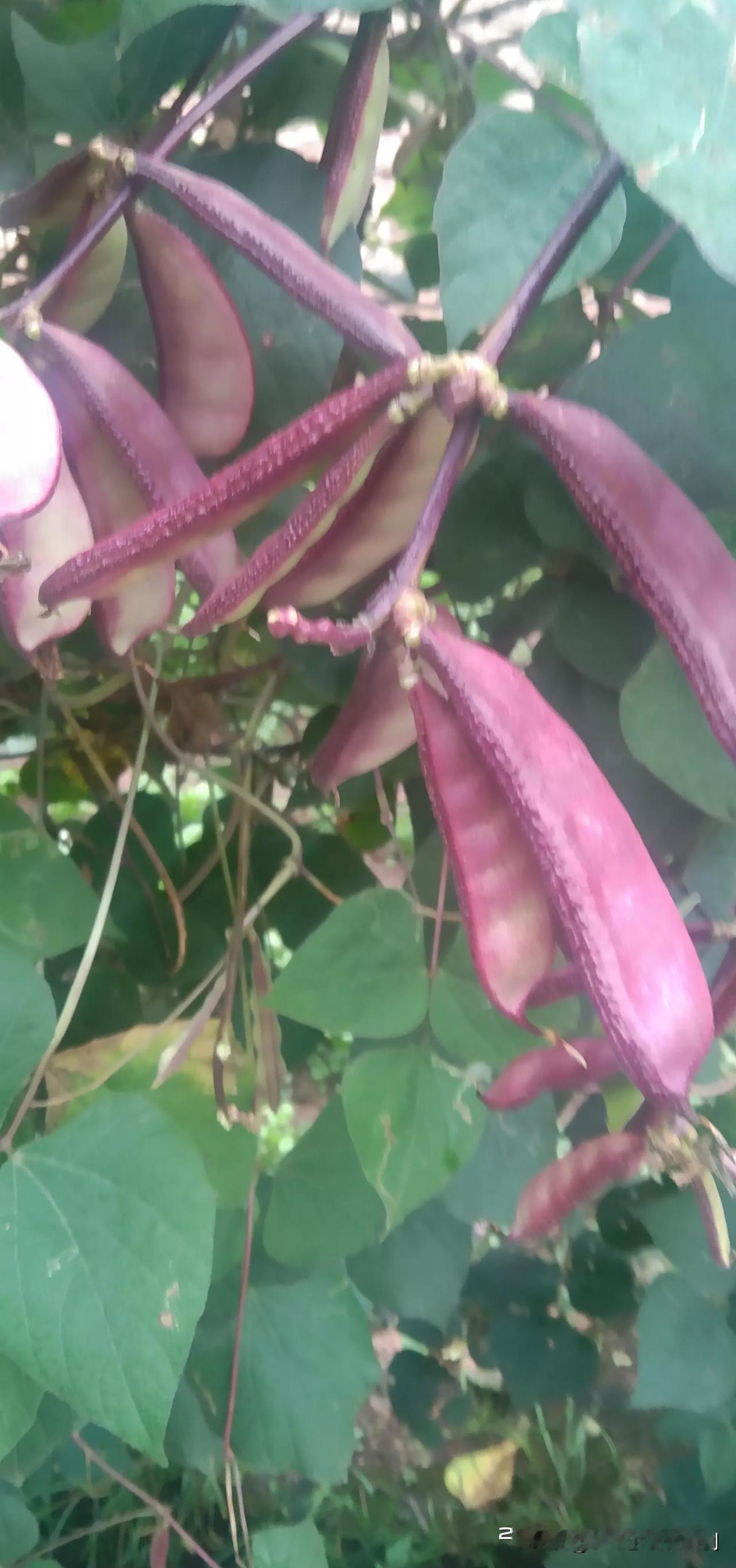 头条友友们，这种豆你们叫什么名字，我是白族汉话名不知道，去年一元五一斤，今年一元