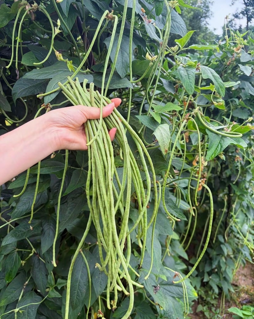 奶种的豆角泛滥了 