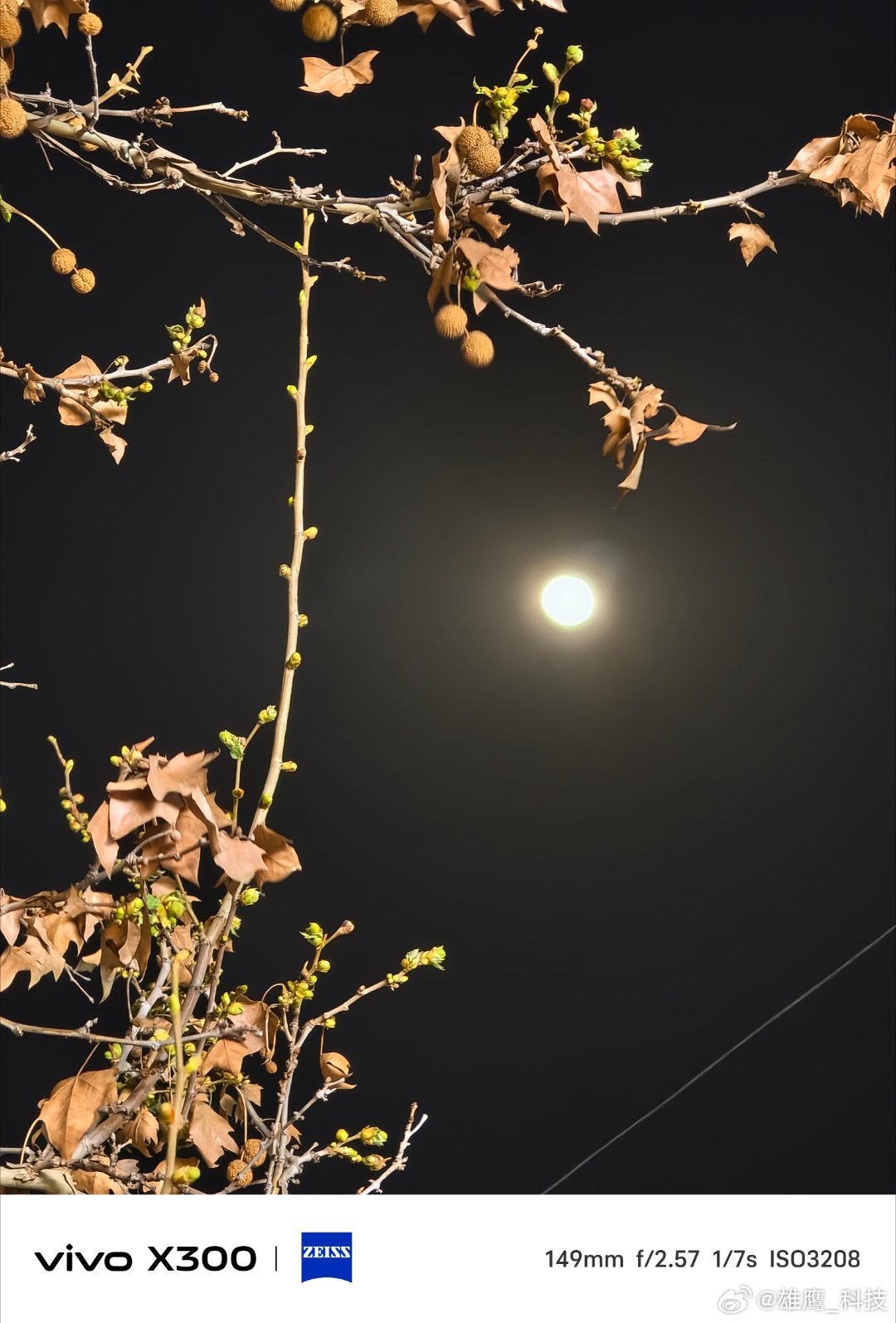 vivo 梧桐枝在夜色里舒展，新芽与残叶相映；紫丁香缀满枝头，淡紫花穗在夜色中散