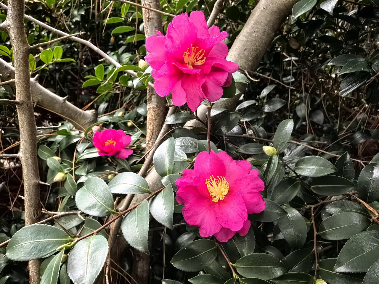 宜宾叙州少娥湖植物园茶梅盛开，鲜艳夺目～～茶花 茶梅