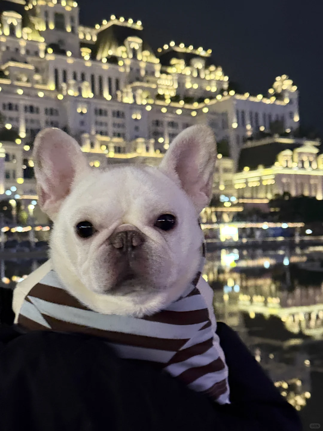 洋芋国贵州我来留下爪印啦