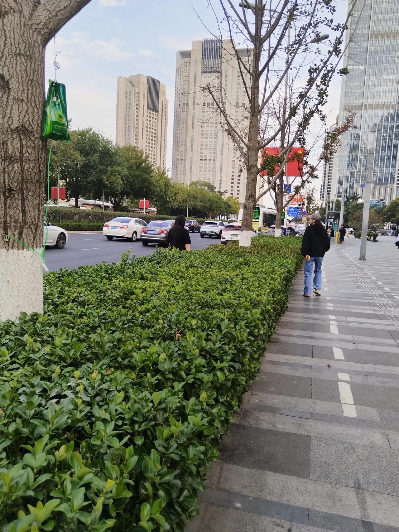 青岛的景致不少，昨天又发现一个景。
万象城门口有几棵树竟然在打吊瓶。人生病了去医